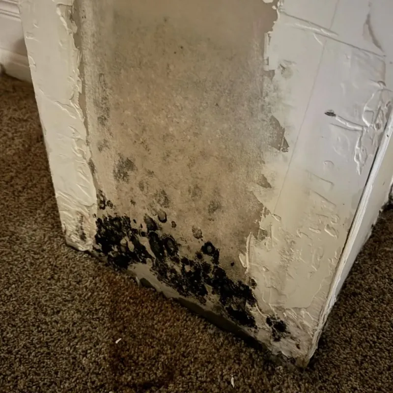 Professional Mold Removal in Pinetops, NC